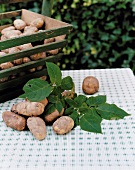 Raw potatoes in carat and on table with leaves