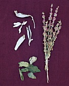 Verschiedene Kräuter liegen auf einem lila Hintergrund für Tee