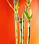 Close-up of green bamboo against orange background
