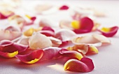 Close-up of rose petals