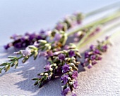 Close-up of lavender twigs