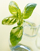 Close-up of sprig of basil in glass