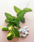 Close-up of sprig of mint and mints