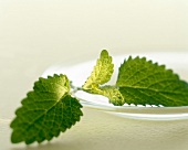 Close-up of melissa leaf on plate