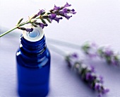Close-up of fresh lavender sprigs on blue bottle of lavender oil
