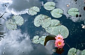 Rosa Seerosen, im Wasser widerspiegeln sich Wolken