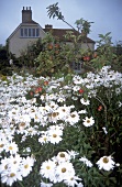 Charleston Farmhouse, white daisy flowers in garden