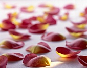 Close-up of rose petals