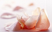 Close-up of pink rose petals