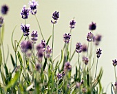 Relax!; Lavendelblüten, lila, Freisteller