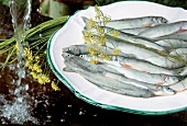 Wildsaiblinge aus dem Attersee, Fisch ohne Rezept