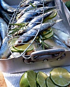 Chili-Limetten-Sardinen in einem Gitterhalter, Rosmarin, auf Grill