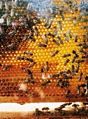 Bienen in einem Bienenstock, Waben, Honig
