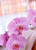 Blüte einer rosa Orchidee, X, 