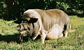 Hängebauchschwein auf einer Wiese im Spreewald