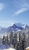 Schweiz: Blick auf Berge und Tannen im Schnee, blauer Himmel