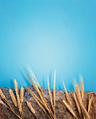 Getreide, Roggen und Gerste Unterleger, Fond, Hintergrund farbig
