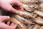 Close-up of fresh prawns from Nigeria being tested