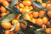 Close-up of fresh kumquat oranges with leaves