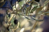 Close-up of olive tree