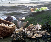 Bretonische Austern am Meer 