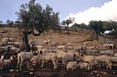Flock of sheep under an olive tree in Sicily, Italy
