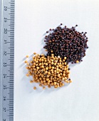 Yellow and brown mustard seeds with measuring scale on white background
