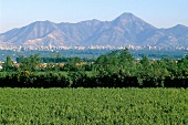View of vineyard near Santiago, Chile