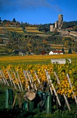 View of vineyards in Palatinate, Germany