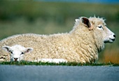 Schaf mit Lamm auf der Wiese 