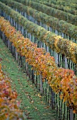 View of vines in vineyards