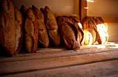 Crispy bread in bakery