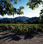 View of vineyards in Provence
