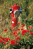 Mohnwiese mit rotem Hydranten 