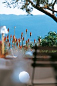 Rot blühende mediterrane Pflanzen auf einer Terrasse