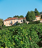 Das Château Saint-Esteve d'Uchaux inmitten von Weinfeldern