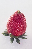 Erdbeere 