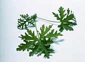 Close-up of stem of fresh Duftpelargonie placed on white background