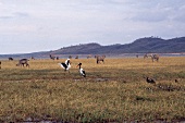 Zebras weiden am Ufer des Karibas- see in Simbabwe