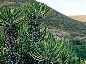 Cacti in Karoo region of South Africa
