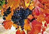 Weintrauben am Rebstock mit gelb, rot verfärbten Blättern.