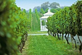 Weingut Vineyards auf Long Island: Weingarten