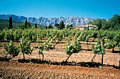 Weingut "Richeaume" in der Provence 