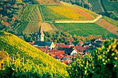 Randersacker mit Weinlagen Pfülben, Sonnenstuhl und Marsberg