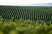 View of Grand Cru vineyards in Champagne