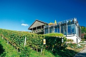 Weingalerie Schloss Ortenberg zwischen Rebstöcken, Region Ortenau