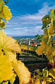Blick zwischen Weinblättern hindurch auf Gumpoldskirchen, Österreich