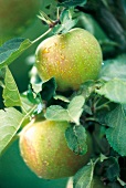 Grüne Äpfel am Baum, Halbinsel Höri 