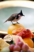 Singvogel auf einem Teller mit tropischen Früchten, Mauritius