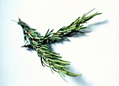 Rosemary sprigs on white surface